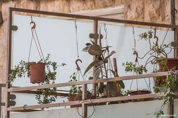 Hanging Pot Plants 190908-1