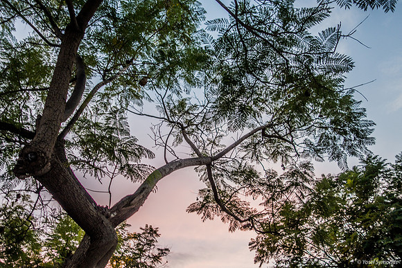 Jacaranda Trees Maor 181105-2