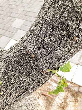 New Growth on Tree Trunk 190506-1