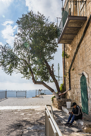 Tree at Side of Tomb Complex 221107-1
