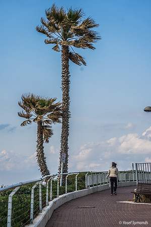 Palms on Sea Cliffs 220325-2