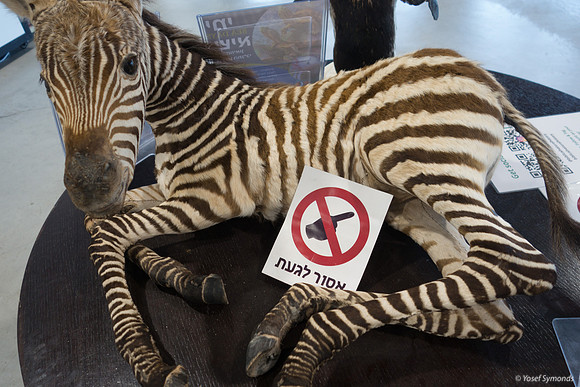Zebra Calf 220811-1
