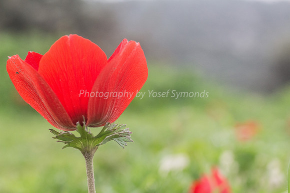 Poppy Anemone 180208-9