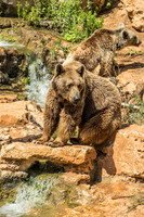 Biblical Bears 180905-