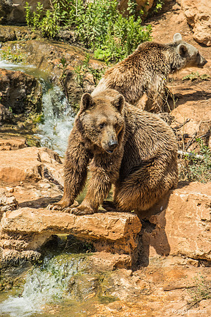 Biblical Bears 180905-