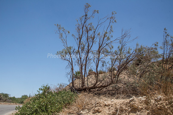 Trees on Slopes of Grofit 3