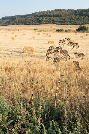 Haystacks Spread in Field 170721-21