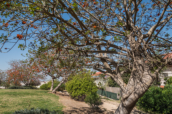 Coral Tree 180316-11