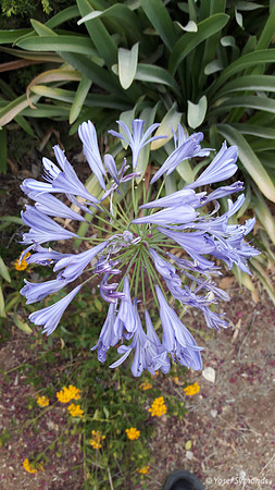 Purple-Blue Trumpet Flower 170711-1