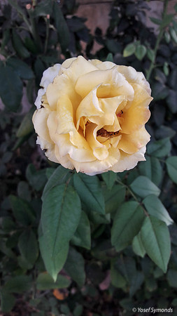 Yellow Rose in Carpark 170711-1