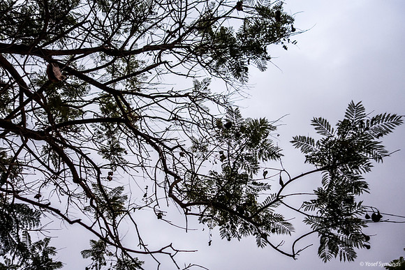 Jacaranda Unsaturated 181018-3