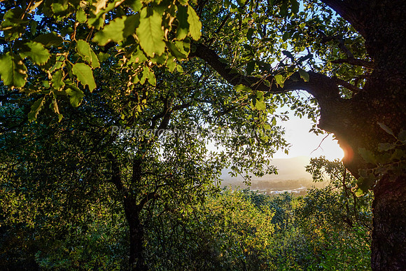 Through the Enchanted Foliage 6