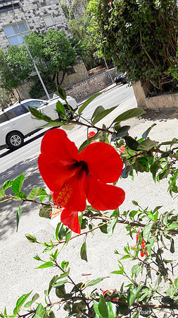 Red Hibiscus -  Gaza Street Jerusalem 2