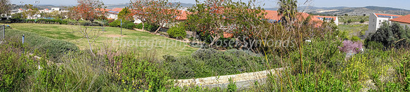 Katlav Park Trees Panorama 1