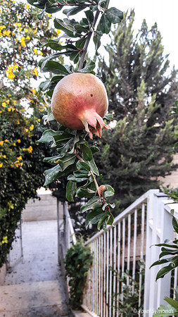 Pomegranate Over Steps 2