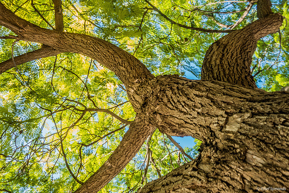 Jacaranda Rechov Ha'aliyah 221228-7