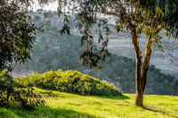 Eucalyptus Tree with East Jerusalem Hills in Background 23011-2