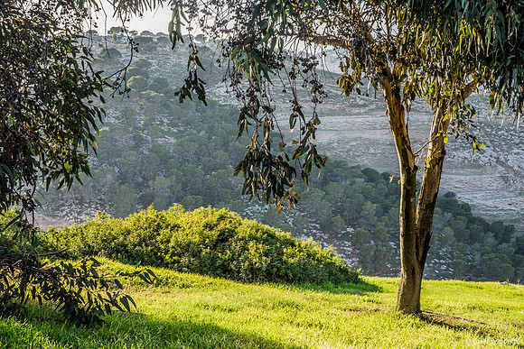 Eucalyptus Tree with East Jerusalem Hills in Background 23011-2