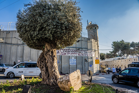 The Olive Tree 221107-17