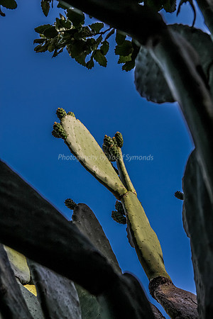 Cactus at Snir Field School 2