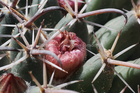 170414-CactusGarden-9999_14