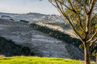 Eucalyptus Tree with Jerusalem in Background 23011-3