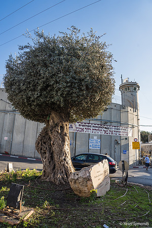 The Olive Tree 221107-18