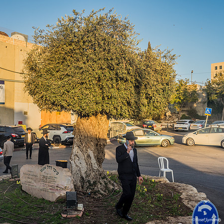 The Olive Tree 221107-20