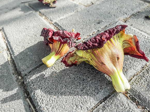 Fallen Flowers from Sausage Tree 190506-2