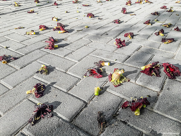 Fallen Flowers from Sausage Tree 190506-3