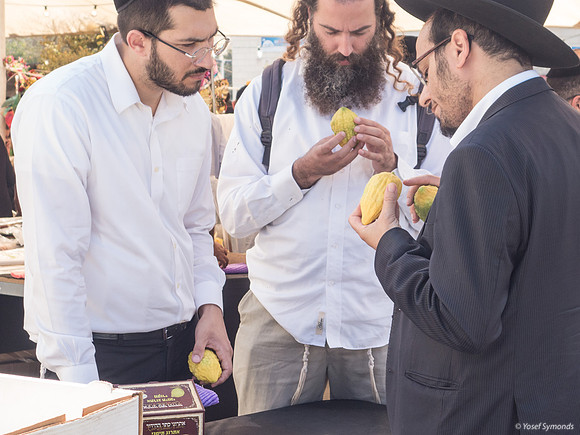 Examining Etrog 191013-7
