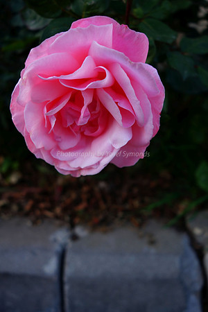 DSC00210A