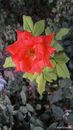 Red Rose in Carpark 170711-2