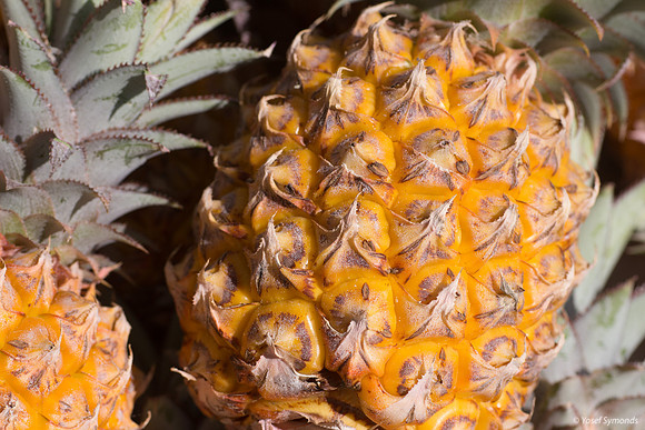 Pineapple 171019-171019-2
