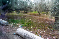 Sebastia-Shomron Antiquities