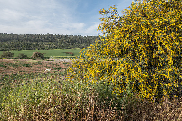Wattle and Fields in Ella Valley 8