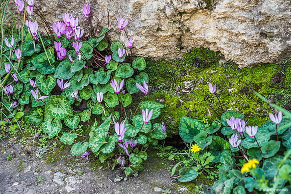 Cyclamen Flowers 230228-1