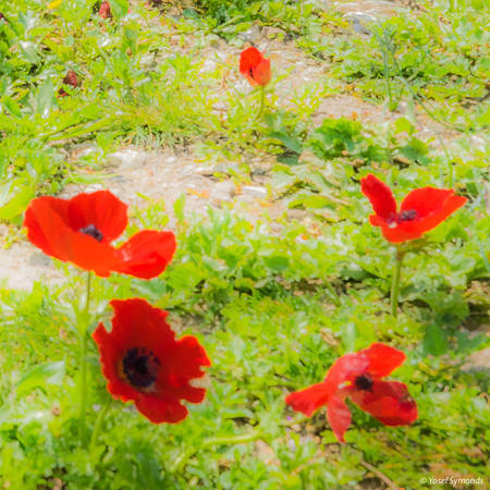 Lining Up Poppies 230228-5