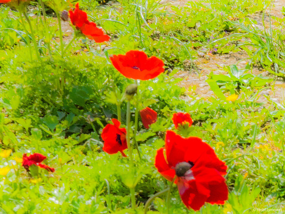 Lining Up Poppies 230228-5