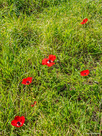Lining Up Poppies 230228-2