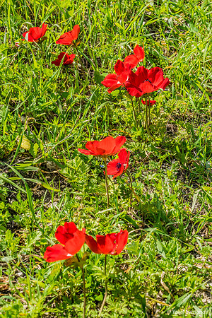 Lining Up Poppies 230228-3
