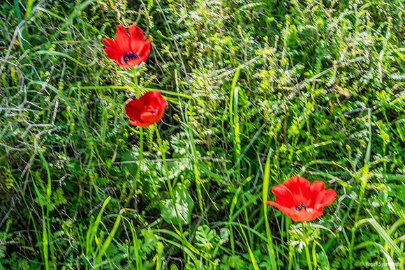 Lining Up Poppies 230228-4