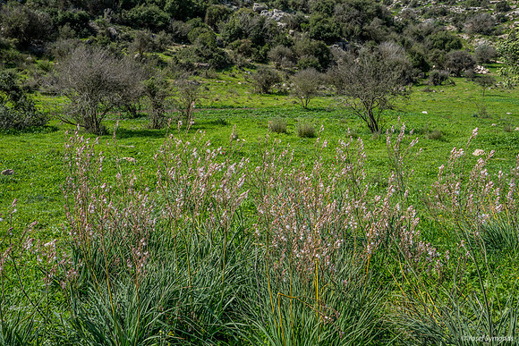 Asphodel Perennial Plants 230228-3