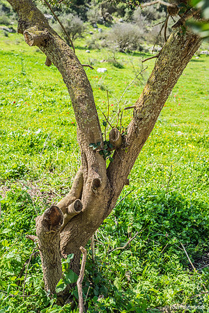 Deer All But Totally Underground 230228-1