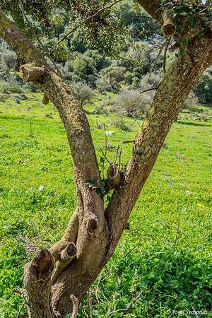 Deer All But Totally Underground 230228-2