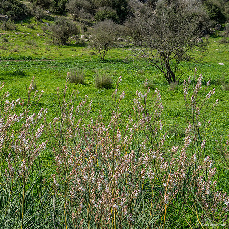 Asphodel Perennial Plants 230228-4