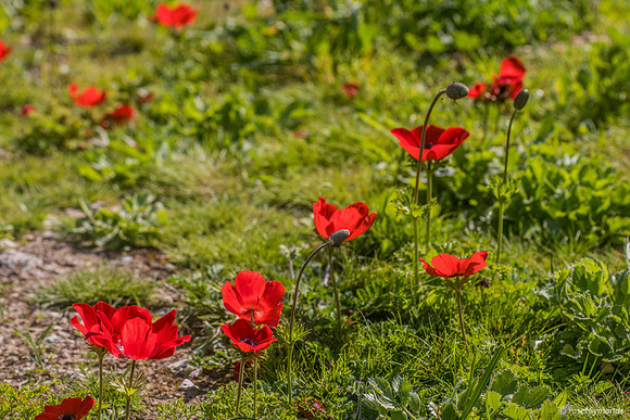 Lining Up Poppies 230228-1