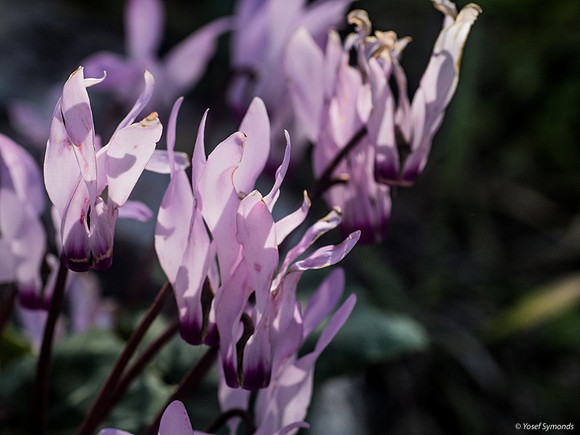 Cyclamen Flowers 230228-3