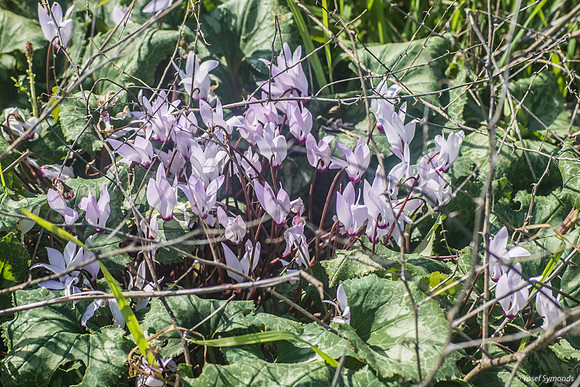 Cyclamen Flowers 230228-2