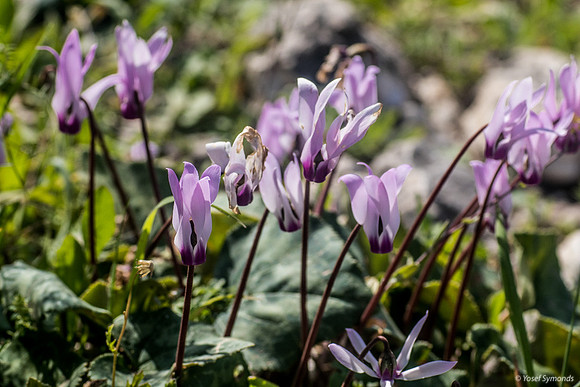 Cyclamen Flowers 230228-4